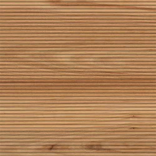AMERICAN ELM SW